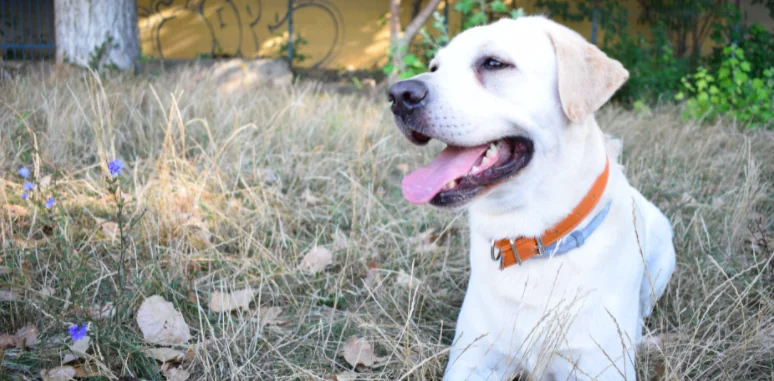 Torino, cieco con cane guida all'ingresso del duomo: non può entrare